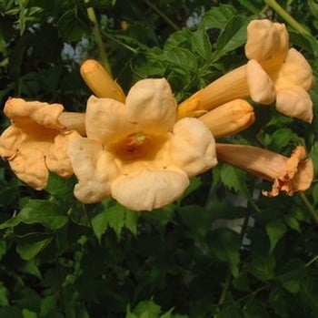 Campsis radicans Yellow Trumpet