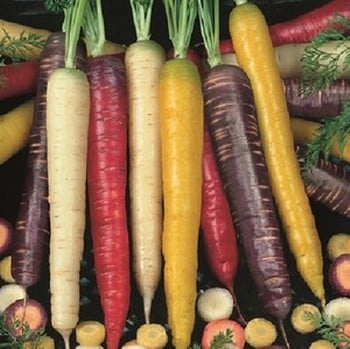 Carrots Colourful Mix - Organic Plant Packs Carrots Colourful Mix - Organic Plant Packs