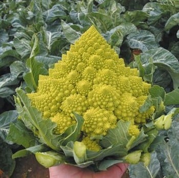 Cauliflower Romanesco Navona - Organic Plant Packs Cauliflower Romanesco Navona - Organic Plant Packs