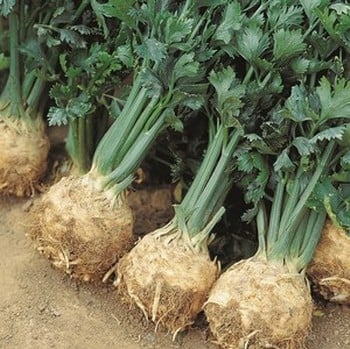 Celeriac Giant Prague - Organic Plant Packs Celeriac Giant Prague - Organic Plant Packs
