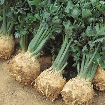 Celeriac Giant Prague - Organic Plant Packs