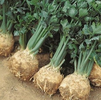 Celeriac Prinz (10 plants) Organic