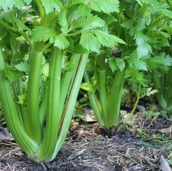 Celery Green Utah - Organic Plant Packs Celery Green Utah - Organic Plant Packs