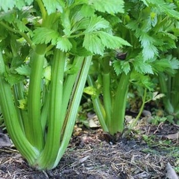 Celery Green Utah - Organic Plant Packs