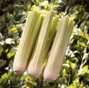 Celery Victoria (10 plants) Organic