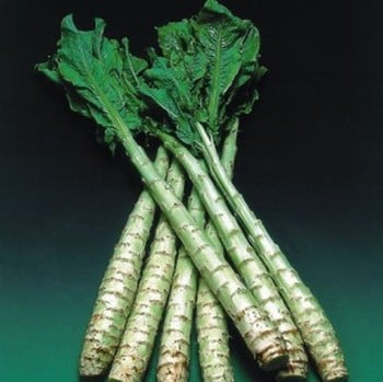 Celtuce - Organic Plant Packs