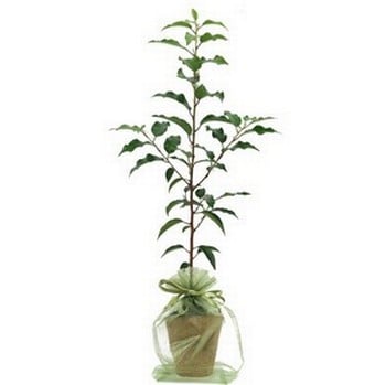 Cherry Tree Gift
