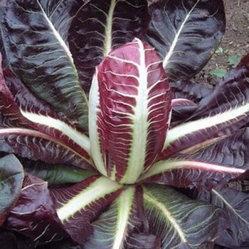 Chicory Rossa di Terviso (10 plants) Organic Chicory Rossa di Terviso (10 plants) Organic