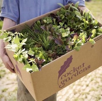 Childrens Vegetable Garden