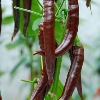 Chilli Pepper Cayenne Long Slim - Organic Plant Packs Chilli Pepper Cayenne Long Slim - Organic Plant Packs