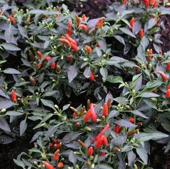 Chilli Pepper Demon Red - Organic Plant Packs