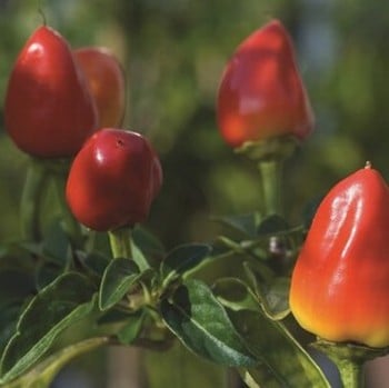 Chilli Pepper Firecracker (3 Plants) Organic