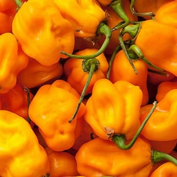 Chilli Pepper Scotch Bonnet Yellow - Organic Plant Packs