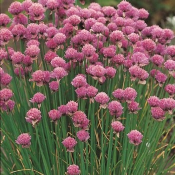 Chives (3 Plants) Organic