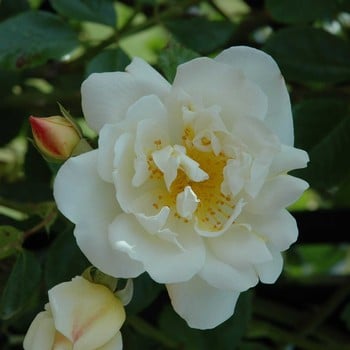 City Of York - Climbing Rose by Peter Beales