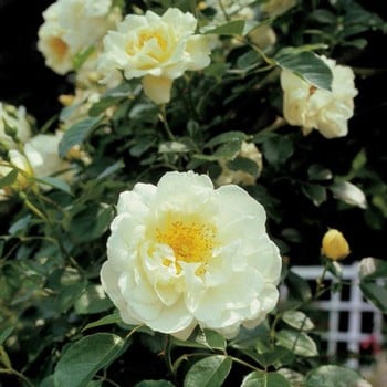 City Of York - Climbing Rose by Peter Beales