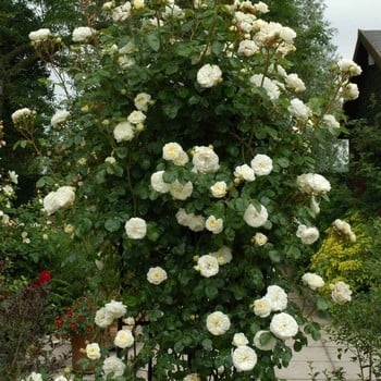 Clarence House - Climbing Rose by Peter Beales