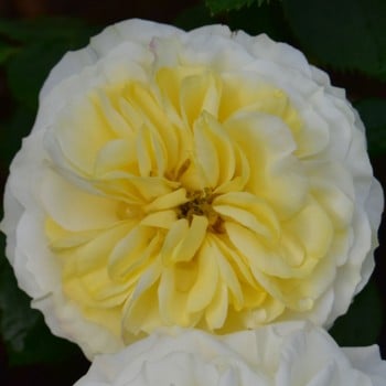 Clarence House - Climbing Rose by Peter Beales