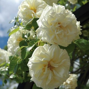 Clarence House - Climbing Rose by Peter Beales