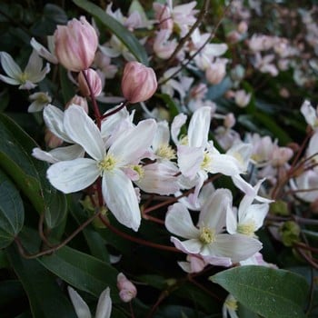 Clematis Armandii