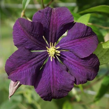 Clematis Viticella 'Etoile Violette' by Peter Beales