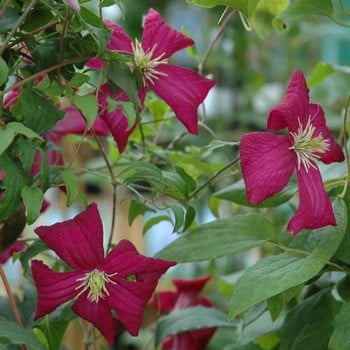Clematis Viticella 'Madame Julia Correvon' by Peter Beales