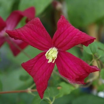 Clematis Viticella 'Madame Julia Correvon' by Peter Beales