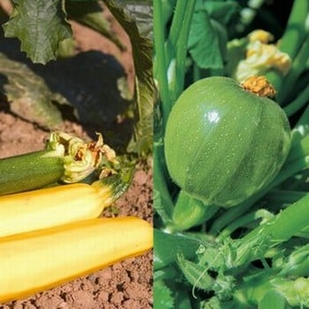 Colourful Courgette Collection (12 plants) Organic