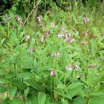 Comfrey - Organic Plant Packs