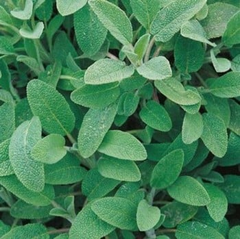 Common Sage - Organic Plant Packs