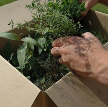 Compact Herb Garden Gift Voucher