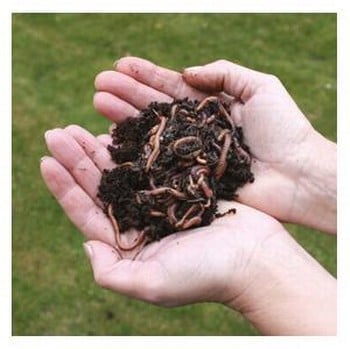 Composting Worms