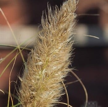 Cortaderia Pumila Cortaderia Pumila