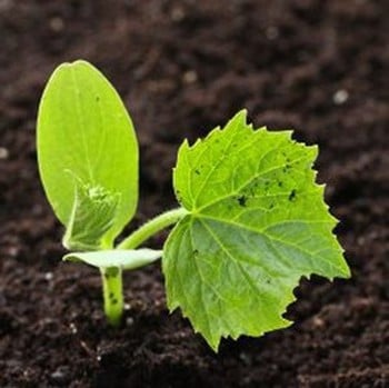 Courgette - Tondo Chiara di Nizza - Organic Plant Packs