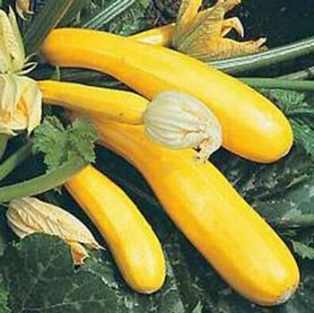 Courgette Yellow Goldy (5 Plants) Organic