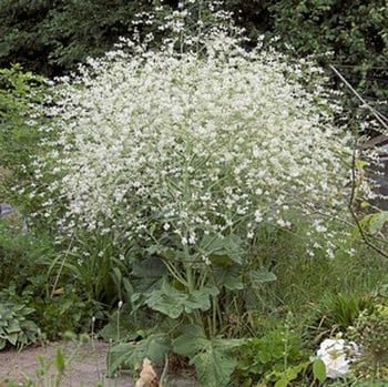 Crambe cordifolia - Colewort