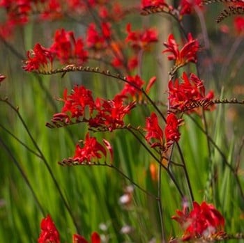 Crocosmia Lucifer