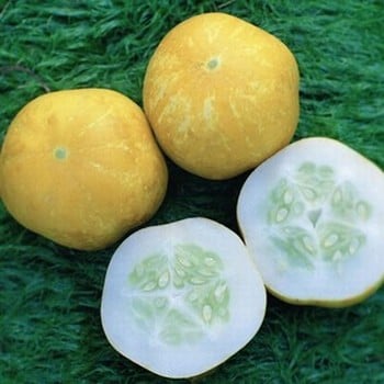 Cucumber Crystal Lemon - Organic Plant Packs
