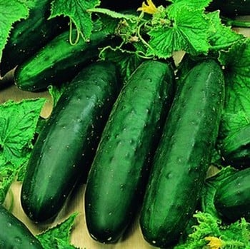 Cucumber Marketmore - Organic Plant Packs