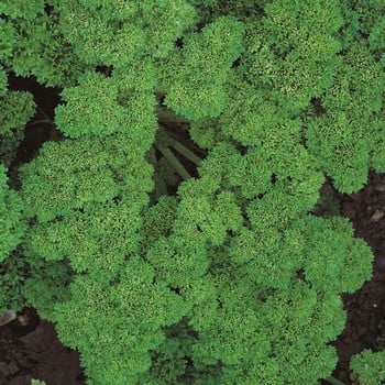 Curly Parsley (3 Plants) Organic Curly Parsley (3 Plants) Organic