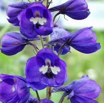 Delphinium Black Knight