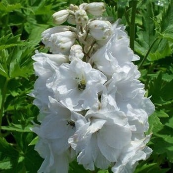 Delphinium Galahad