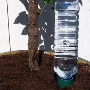 Drinks Bottle Watering Spike