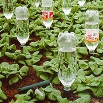 Drinks Bottle Watering Spike Drinks Bottle Watering Spike