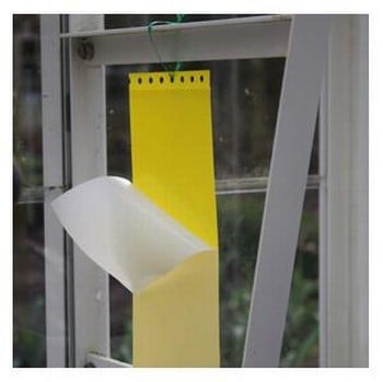 Drystick Greenhouse Sticky Traps Drystick Greenhouse Sticky Traps