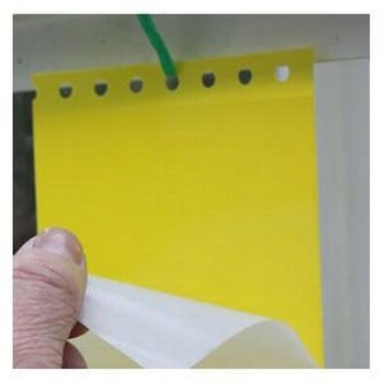 Drystick Greenhouse Sticky Traps Drystick Greenhouse Sticky Traps