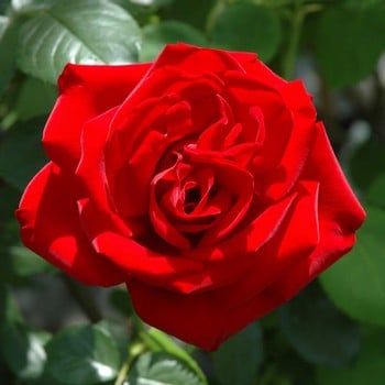 Dublin Bay Climbing Rose by Peter Beales