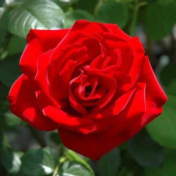 Dublin Bay Climbing Rose by Peter Beales