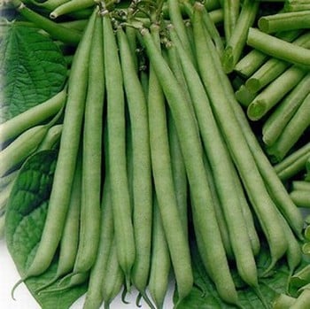 Dwarf French Green Beans Tendergreen - Organic Plant Packs