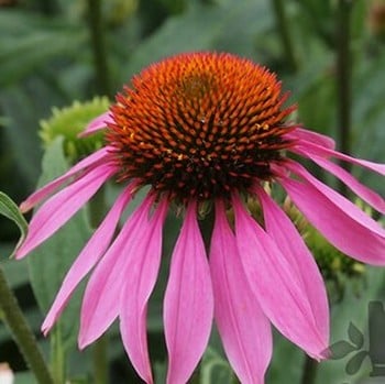 Echinacea purpurea